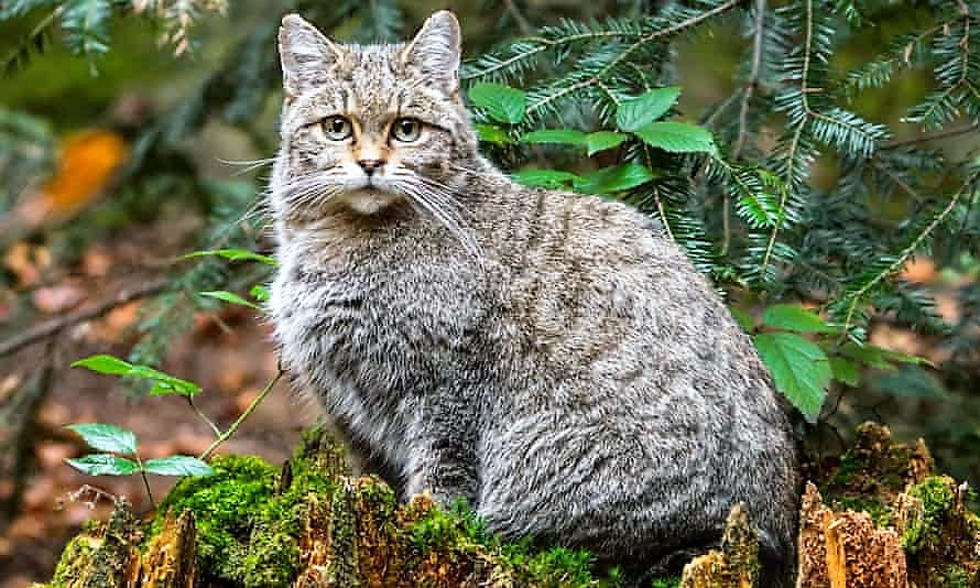 A European wildcat
